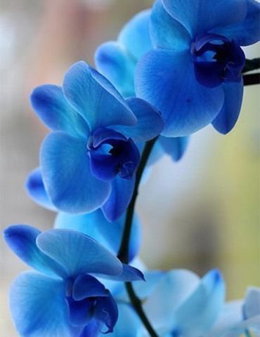 Синяя орхидея - цветы, орхидея - оригинал
