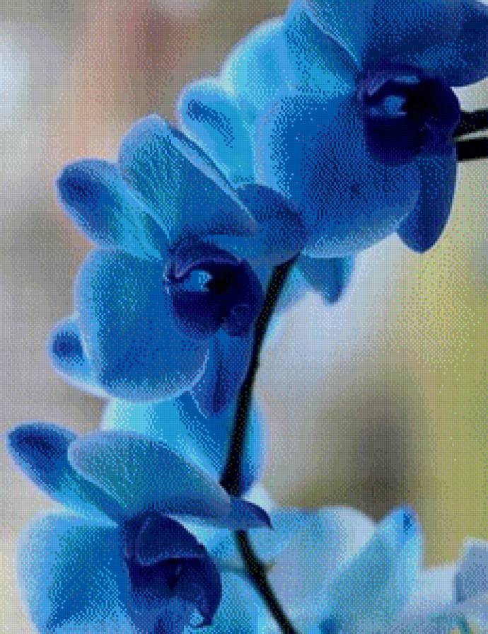 Синяя орхидея - орхидея, цветы - предпросмотр