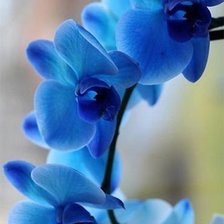 Оригинал схемы вышивки «Синяя орхидея» (№547855)