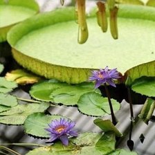 Схема вышивки «Цветы на воде»