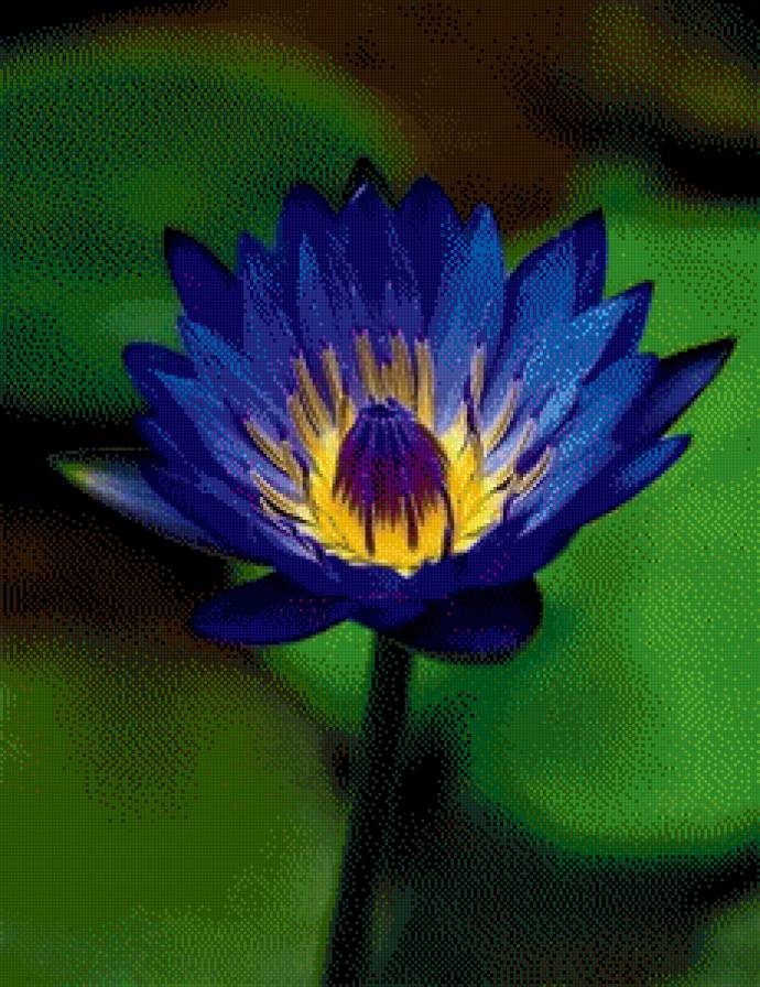 Водяная лилия - лилия, цветок - предпросмотр