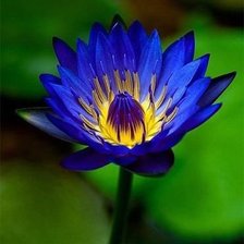 Водяная лилия