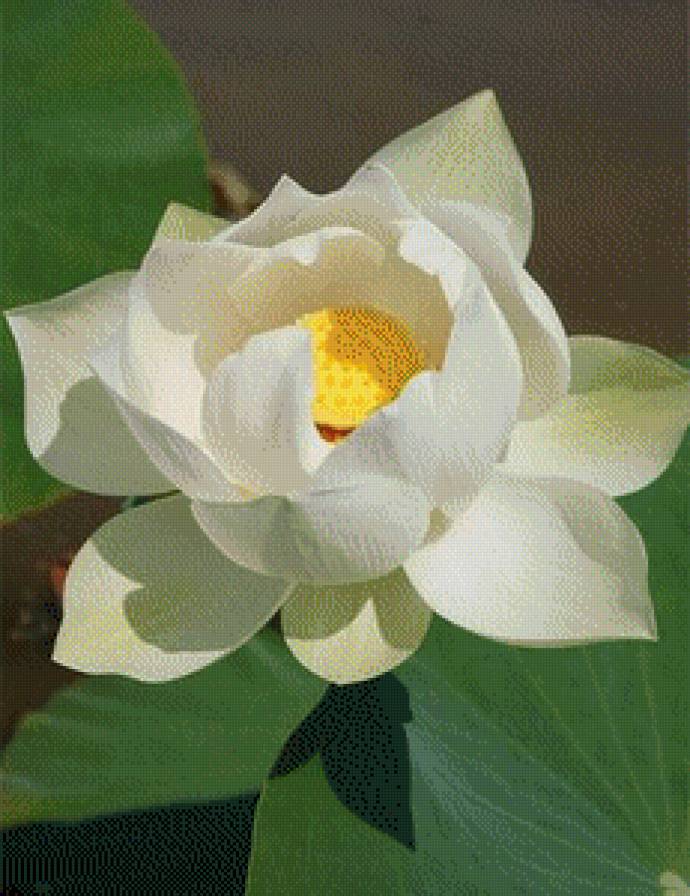 Белая кувшинка - водяная лилия, цветы - предпросмотр