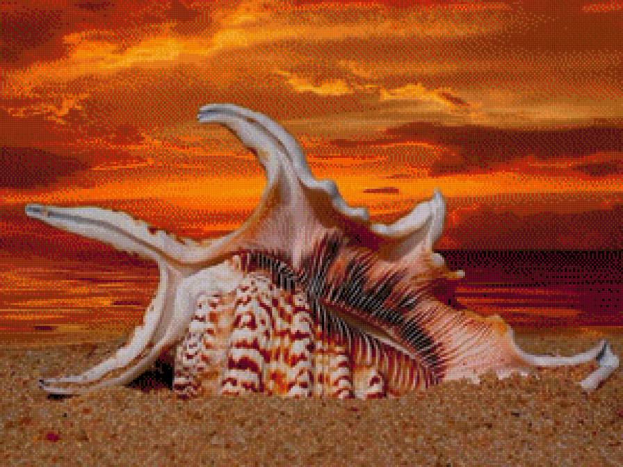 Дары моря - ракушка - предпросмотр