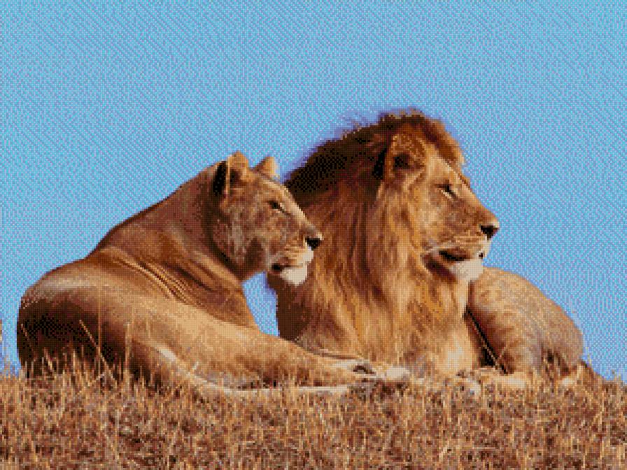 лев и львица - предпросмотр