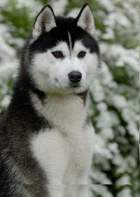 собака - лайка - оригинал