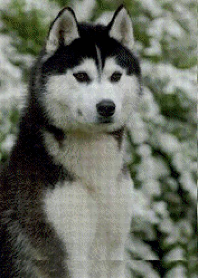 собака - лайка - предпросмотр