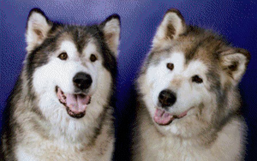 собаки - предпросмотр