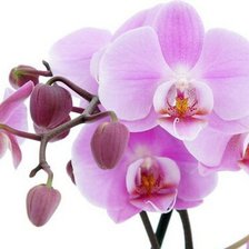 Оригинал схемы вышивки «Орхидея» (№548245)