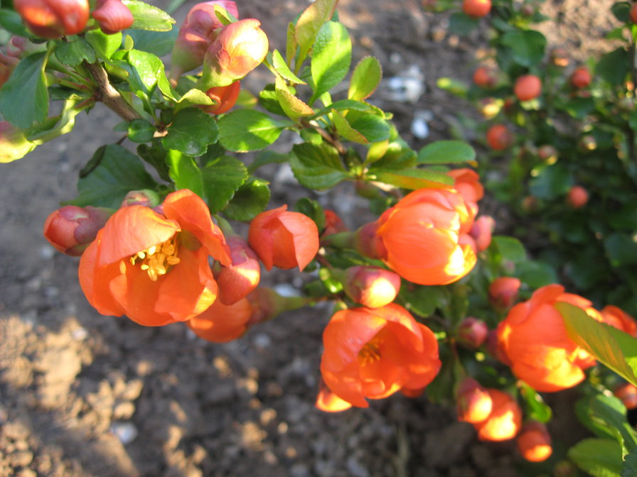 Японская айва - цветы - оригинал