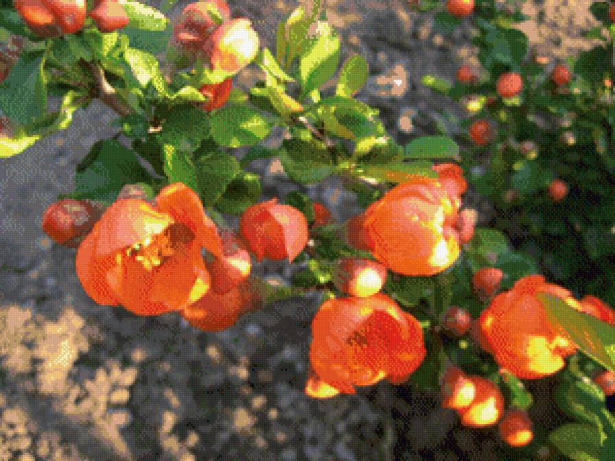 Японская айва - цветы - предпросмотр