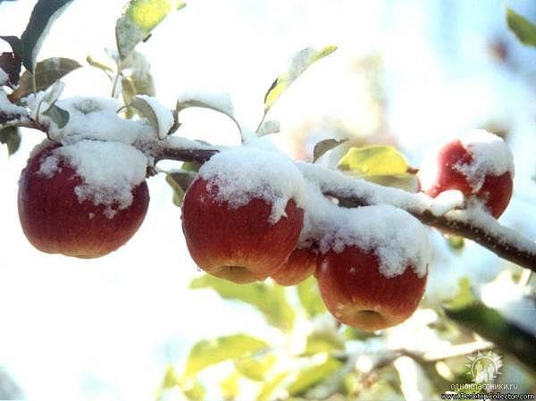 Яблоки в снегу - снег, яблоки, ветка - оригинал
