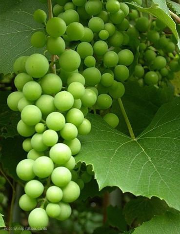 Зеленый виноград - виноград - оригинал