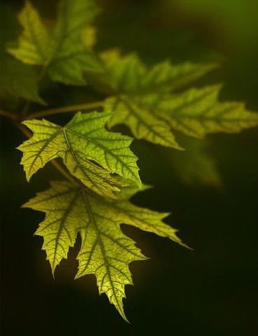 №548320 - листья - оригинал