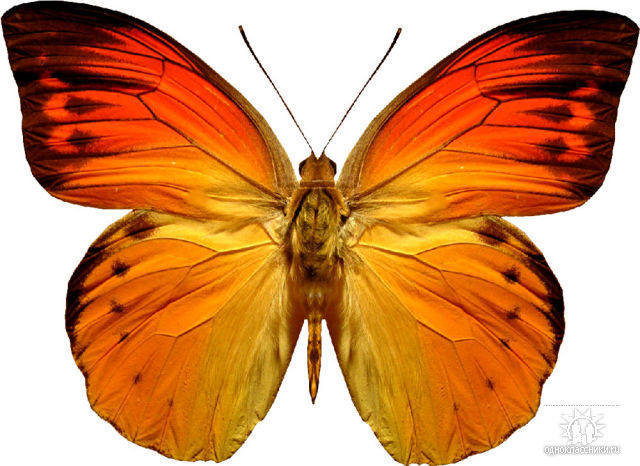 бабочка красивая - оригинал