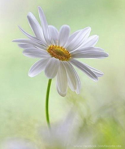 Ромашки - ромашки, цветы - оригинал