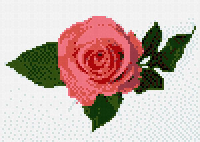 роза - роза цветы - предпросмотр