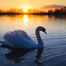 Лебедь на закате