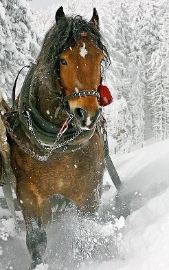 Парочка лошадей в упряжке часть 2 - животные, зима, лошади - оригинал