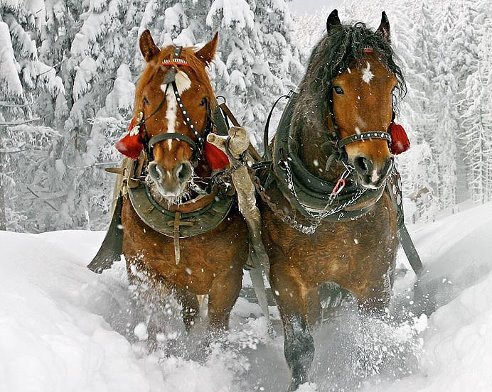 Парочка лошадей в упряжке - лошади, зима, животные - оригинал