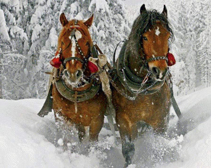 Парочка лошадей в упряжке - зима, животные, лошади - предпросмотр