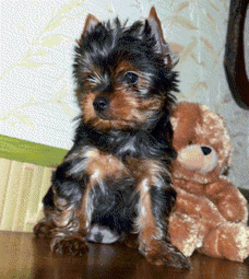 йорчик - йорк, собаки - предпросмотр