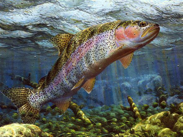 Рыба - рыба, море - оригинал