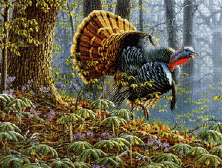 Индюк - птицы, индюк - предпросмотр