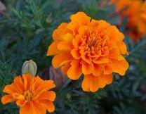 чорнобривці - квіти - оригинал