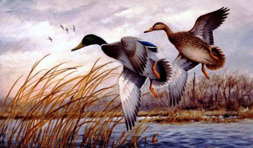 полет уток - утки, птицы, пейзаж, озеро, природа - оригинал