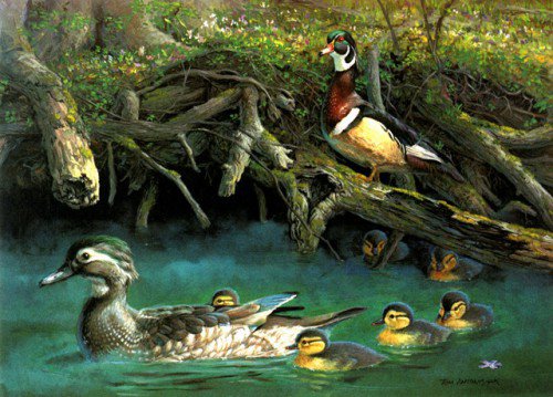 утки на озере - пейзаж, птицы, озеро, природа, утки - оригинал