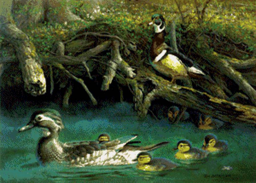 утки на озере - пейзаж, природа, утки, озеро, птицы - предпросмотр