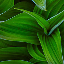 Схема вышивки «Золотой ус»