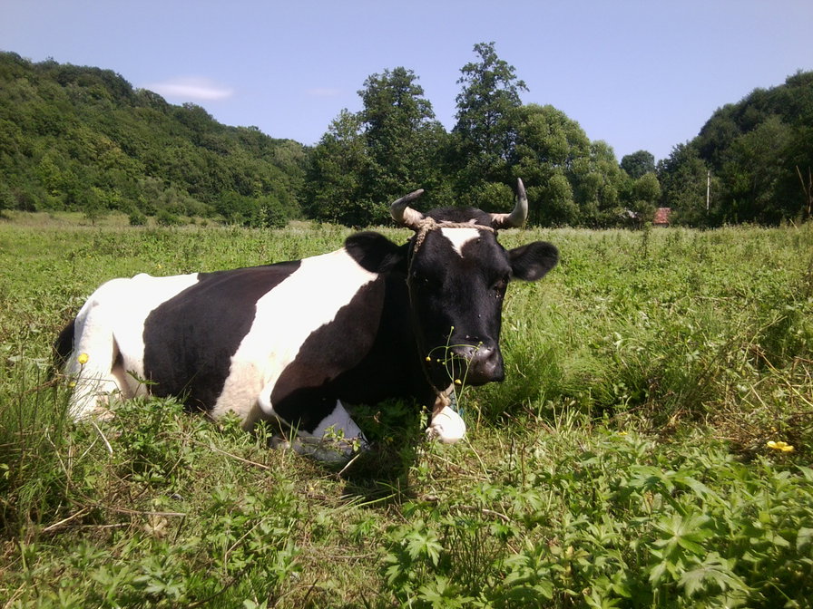 Корова Марта - корова - оригинал