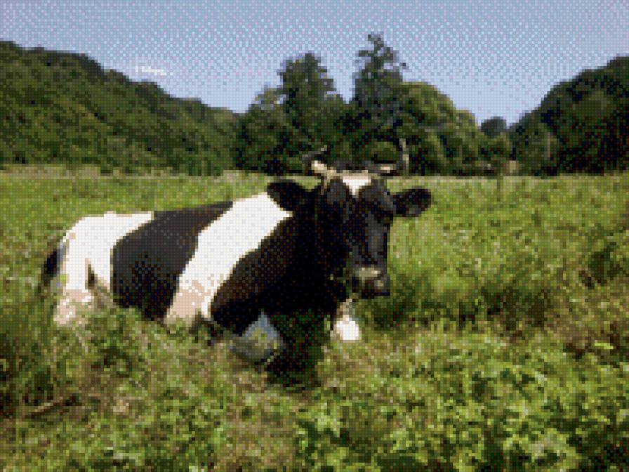 Корова Марта - корова - предпросмотр