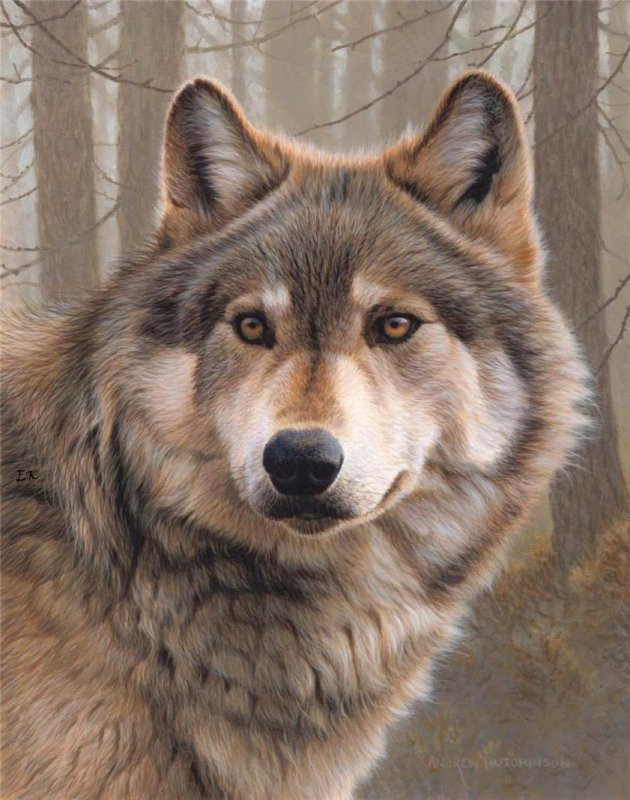 Серый волк - волк, животные, природа - оригинал