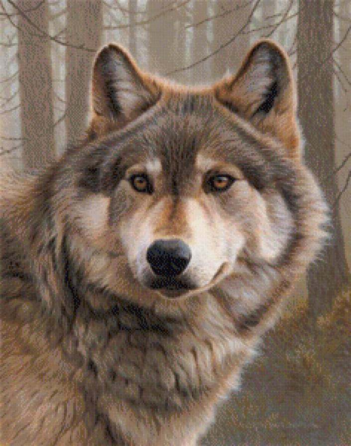 Серый волк - животные, природа, волк - предпросмотр