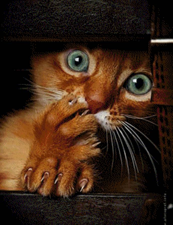 Рыжик - рыжий кот, кошки, животные - предпросмотр