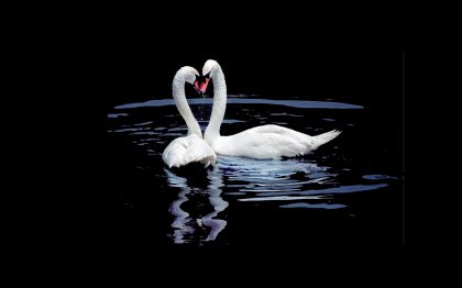 Лебеди - оригинал