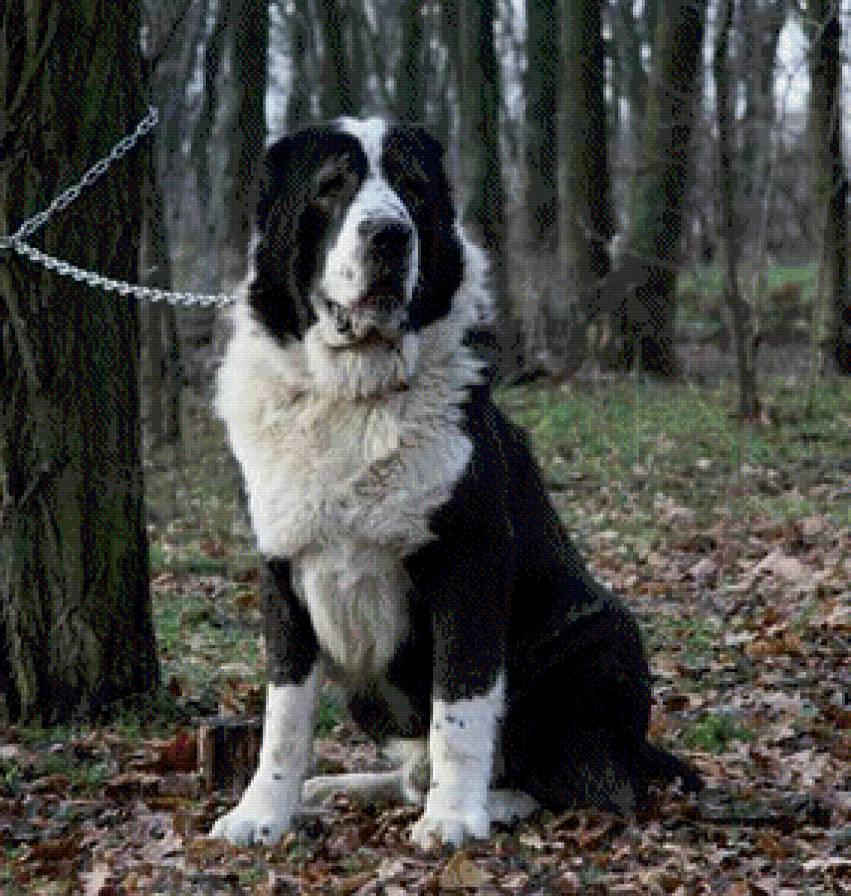 Алабай - алабай - предпросмотр