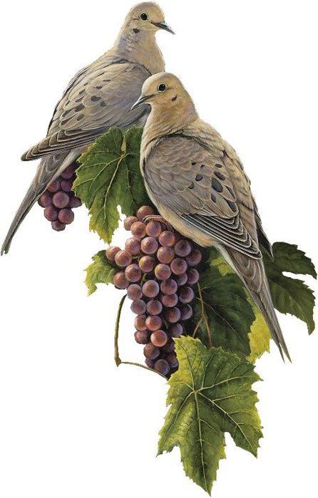 голуби - птицы, виноград, голуби - оригинал