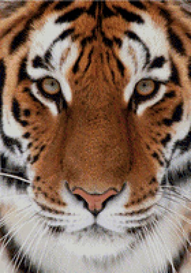 взгляд тигра - тигр, взгляд - предпросмотр