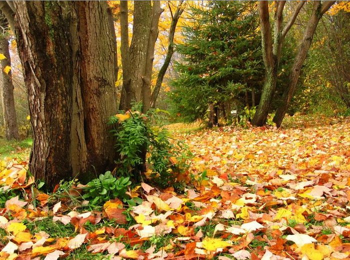 Осенний лес - лес, осень, пейзаж - оригинал