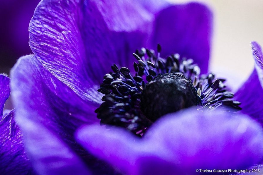 мак - цветы мак - оригинал