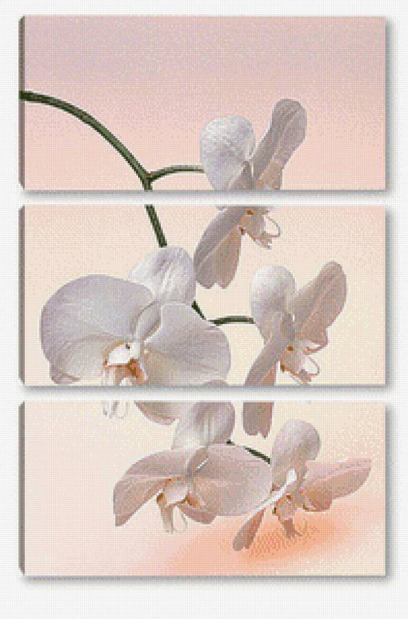 Триптих "Белая орхидея" - триптих, цветы, орхидеи - предпросмотр
