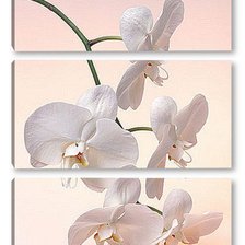 Оригинал схемы вышивки «Триптих "Белая орхидея"» (№550687)