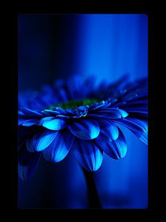 №550698 - цветок - оригинал