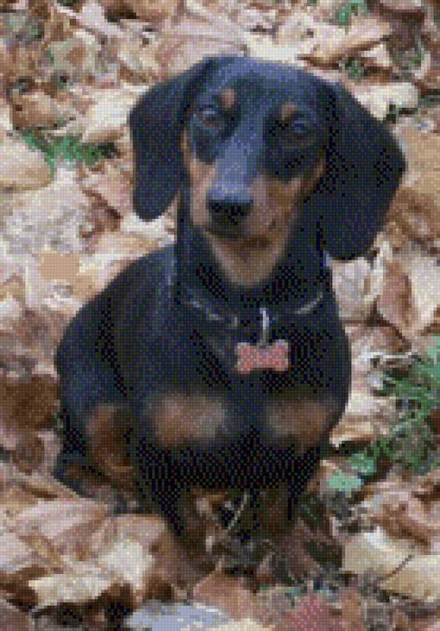 моя Таксячка - собаки, соба, щенок, животные, такса - предпросмотр