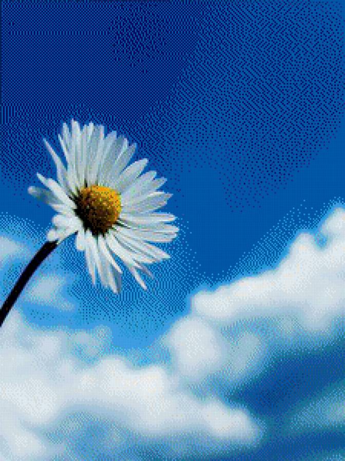 №550704 - небо, ромашка, цветок - предпросмотр