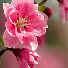 Схема вышивки «№550707»